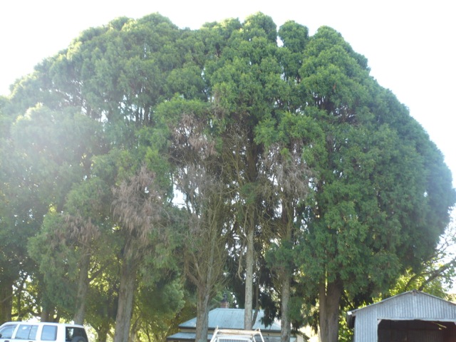 Bhutan Cypress hedge in front of house, 1790 Grand Ridge Rd