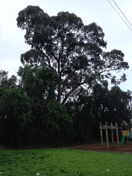 Newmarket Railway Station mature trees on west side