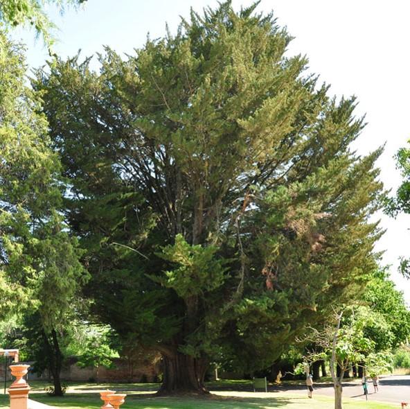 T12215 Cupressus macrocarpa