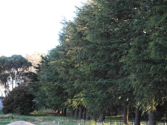 T12219 Quercus robur