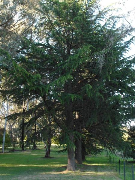 T12219 Quercus robur a