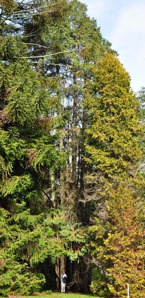 T12235.Chamaecyparis lawsoniana