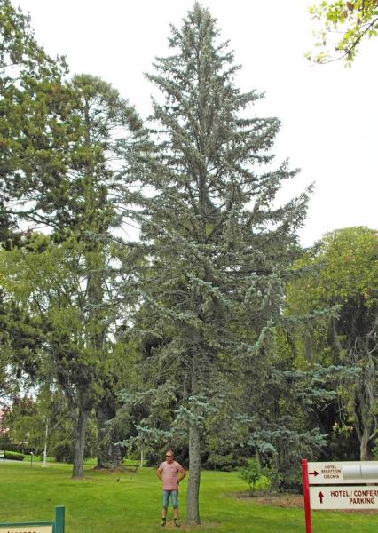 T12236 Picea pungens 'glauca'