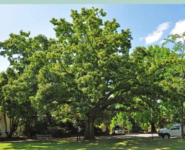 T12240 Quercus acutissima