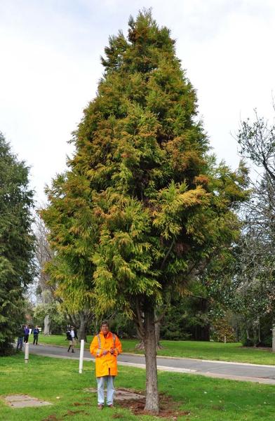 T12245 Cryptomeria japonica 'Sekkan Sugi'