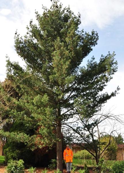 T12246 Pinus strobus 'contorta'