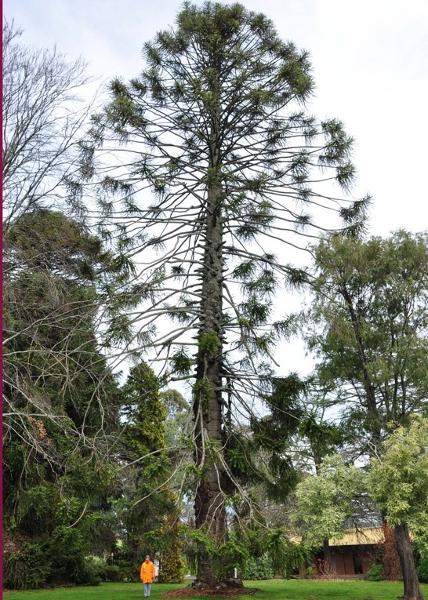 T12249 Araucaria bidwilli