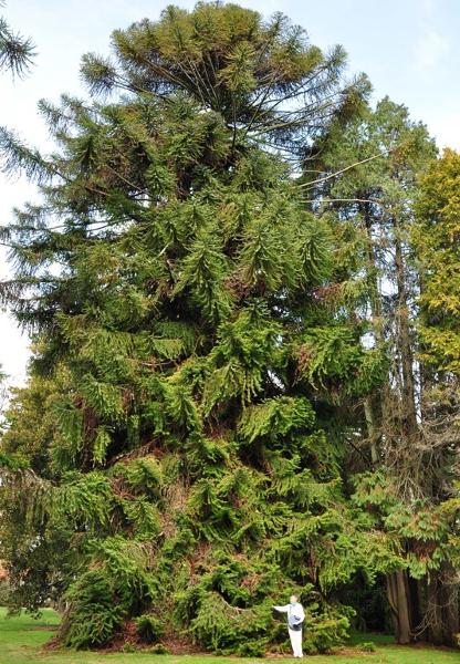 T12250 Araucaria bidwilli