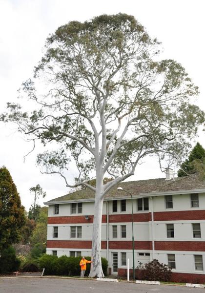 T12253 Eucalyptus mannifera ssp. mannifera