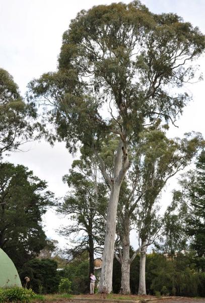 T12254 Eucalyptus mannifera ssp. mannifera