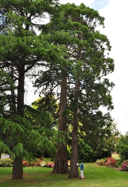 T12255 Cedrus deodara, Sequoiadendron giganteum