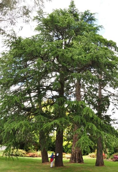 T12255 Cedrus deodara, Sequoiadendron giganteum