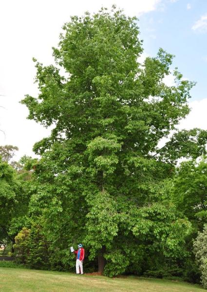 T12259 Quercus 'Macedon aka Q. 'Firthii'