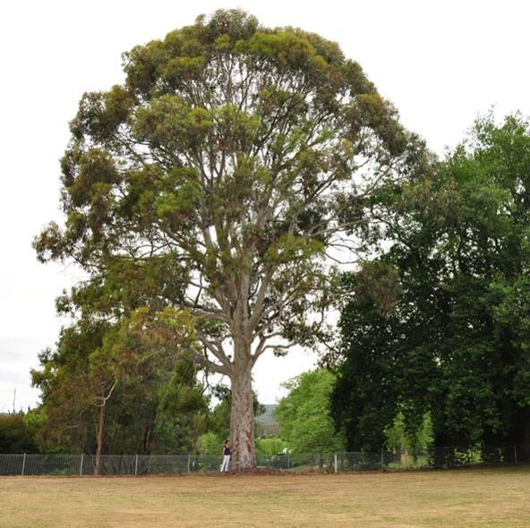 T12260 Eucalyptus mannifera ssp. maculosa