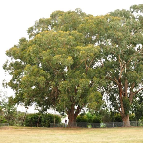 T12262 Eucalyptus sieberi