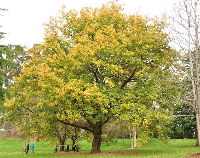 T12266 Quercus canariensis