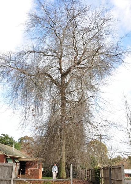 T12275 Quercus palustris