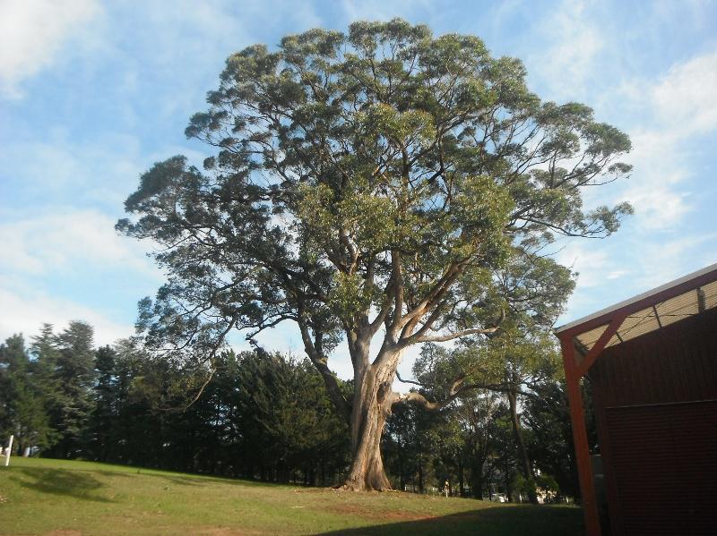 T12283 Eucalyptus obliqua