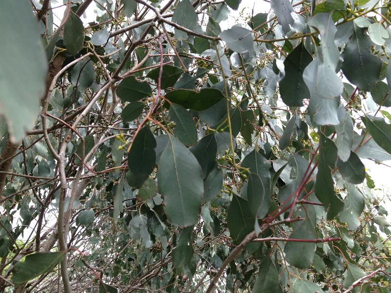 T12210 Eucalyptus camphora