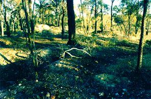 Old Tom Reef Mine and Alluvial Workings