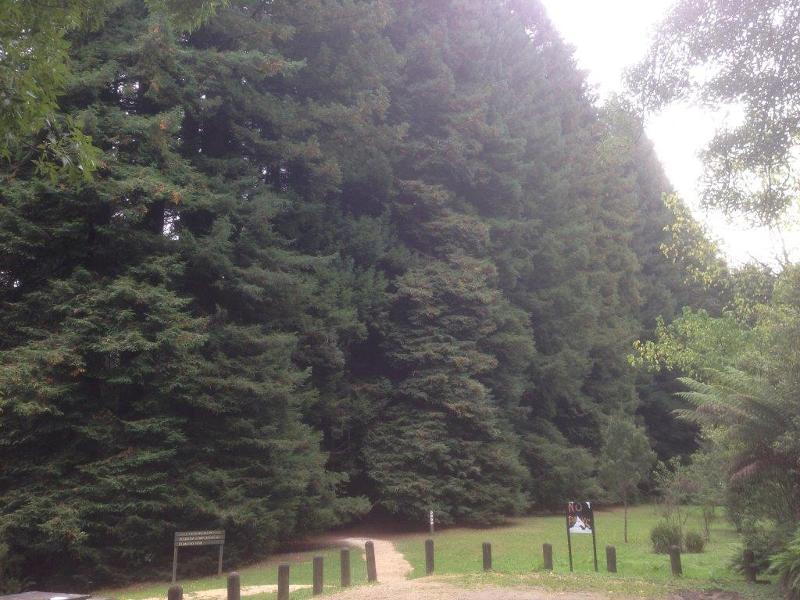 T11056 Sequoia sempervirens 3/2015