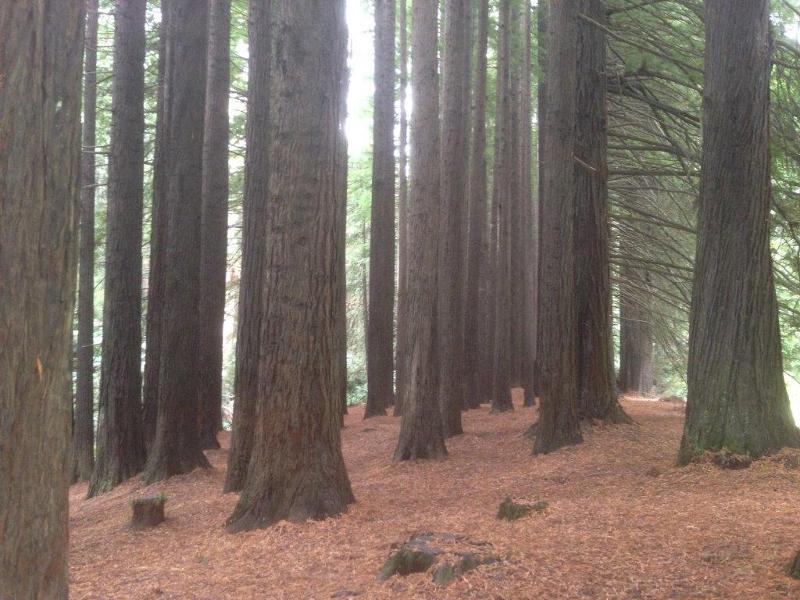 T11056 Sequoia sempervirens 3/2015