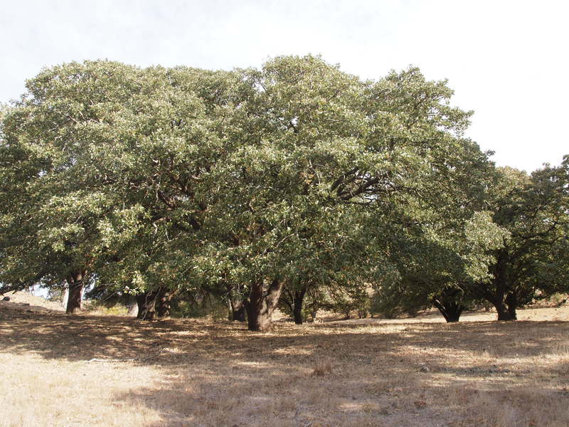 T11083 Quercus macrolepsis