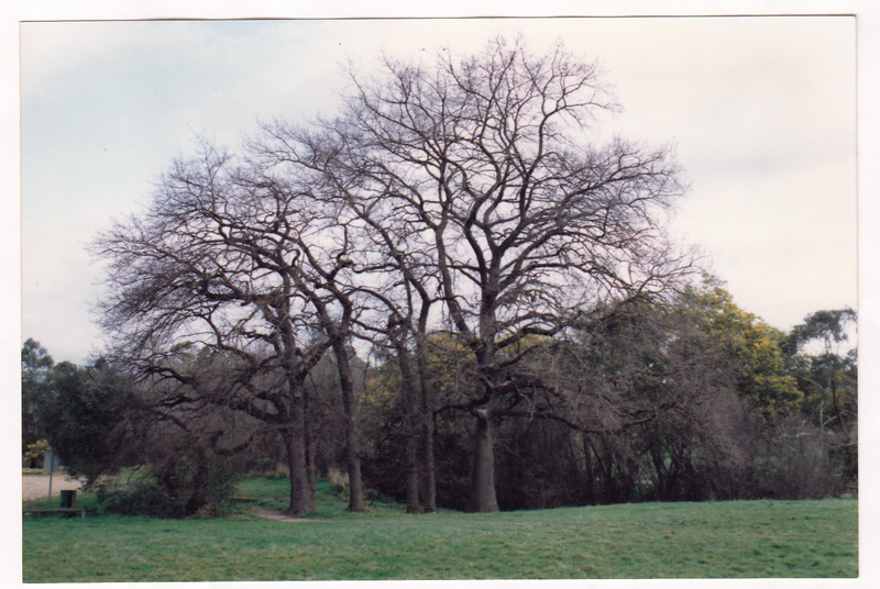 English Oak, Rugby Field Colour 1 - Shire of Eltham Study 1992
