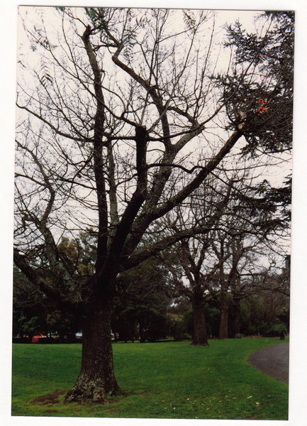 English Oak, Rugby Field Colour 2 - Shire of Eltham Study 1992