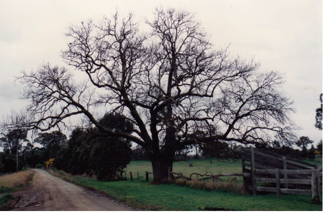 Donaldsons Oak at lot 2 Donaldson Rd Colour - Shire of Eltham Heritage Study 1992
