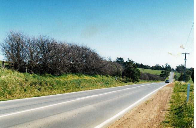 Hawthorn Hedges near Wellers Pub Kangaroo Ground Colour - Shire of Eltham Heritage Study 1992