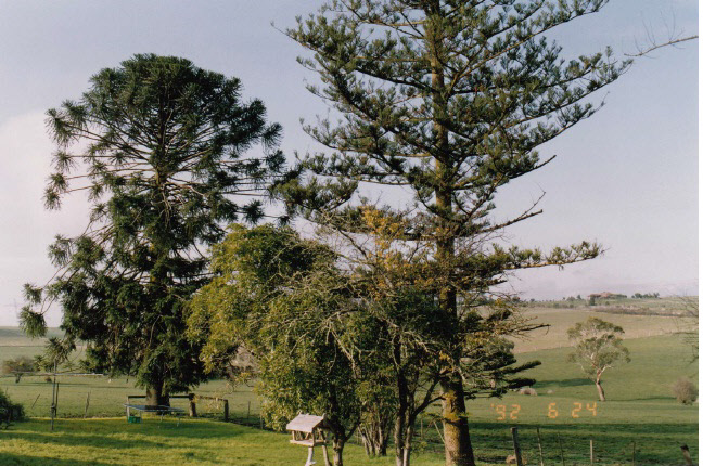 Kangaroo Ground General Store Post Office Pines Colour 4 - Shire of Eltham Heritage Study 1992