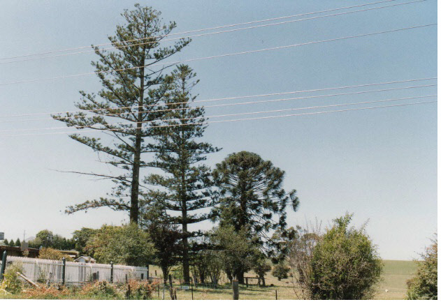 Kangaroo Ground General Store Post Office Pines Colour 7 - Shire of Eltham Heritage Study 1992