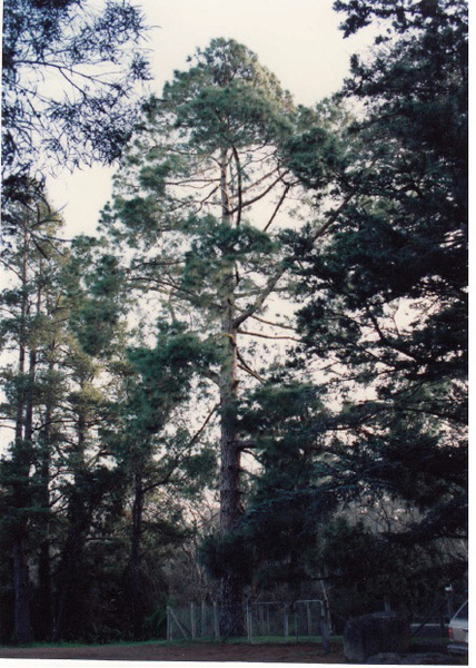Canary Island Pine Tree at Hurstbridge Pre School Colour - Shire of Eltham Heritage Study 1992