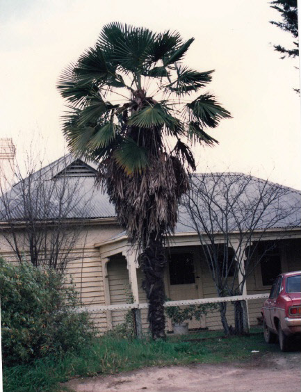 Railways Residence Palm Cypress Trees Hurstbridge Colour 1 - Shire of Eltham Heritage Study 1992