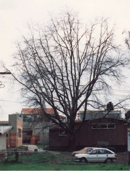 Pin Oak Tree at Eltham High School Ely St Colour - Shire of Eltham Heritage Study 1992