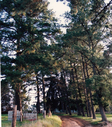 Monterey Pine and Bhutan Cypress 110 Cochrane's Lane Panton Hill Colour 1 - Shire of Eltham heritage Study 1992