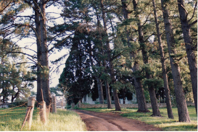 Monterey Pine and Bhutan Cypress 110 Cochrane's Lane Panton Hill Colour 2 - Shire of Eltham heritage Study 1992