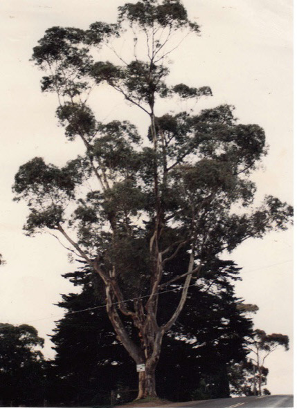 Eucalyptus cladocalyx Eltham Yarra Glen Rd Colour- Shire of Eltham Heritage Study 1992