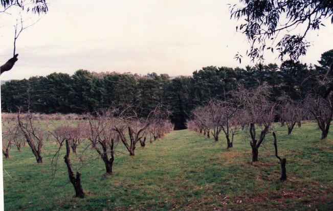 Apple Orchard and Monterey Pine Rows Colour