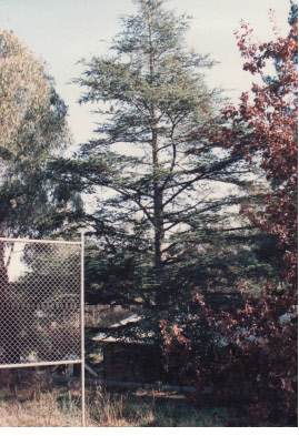 State School 128 Cedrus deodara St Andrews Colour Tree - Shire of Eltham Heritage Study 1992