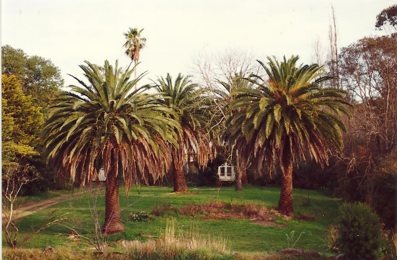 Canary Island palm, cotton palm and Monterey Cypress Colour - Shire of Eltham Heritage Study 1992