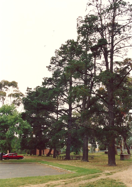 Monterey pine row &amp; Monterey pine group, Eltham Park Colour - Shire of Eltham Heritage Study 1992