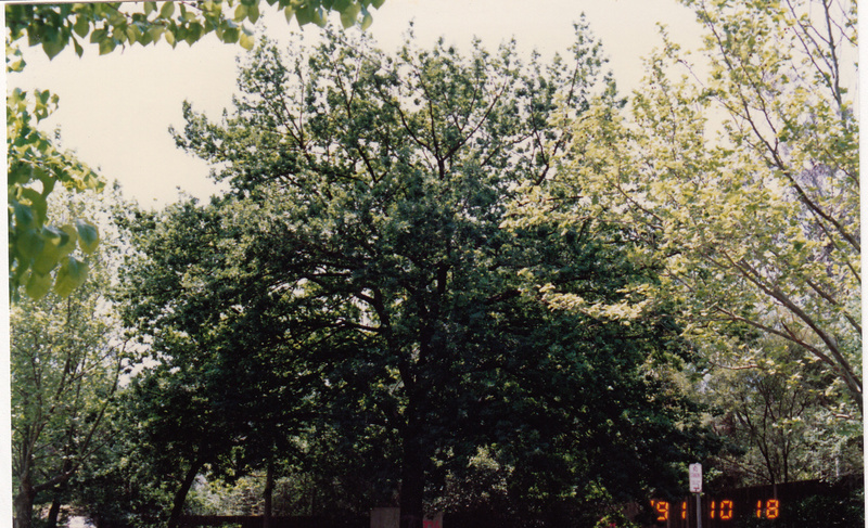 Plane Tree Ave of Honour Main Rd Eltham Colour 3 - Shire of Eltham Heritage Study 1992