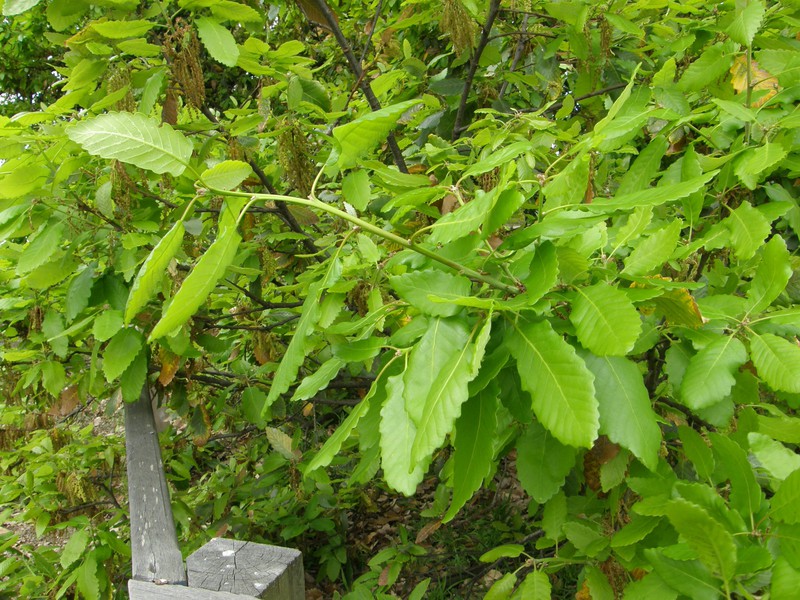 Quercus caneriensis (Algerian Oak)