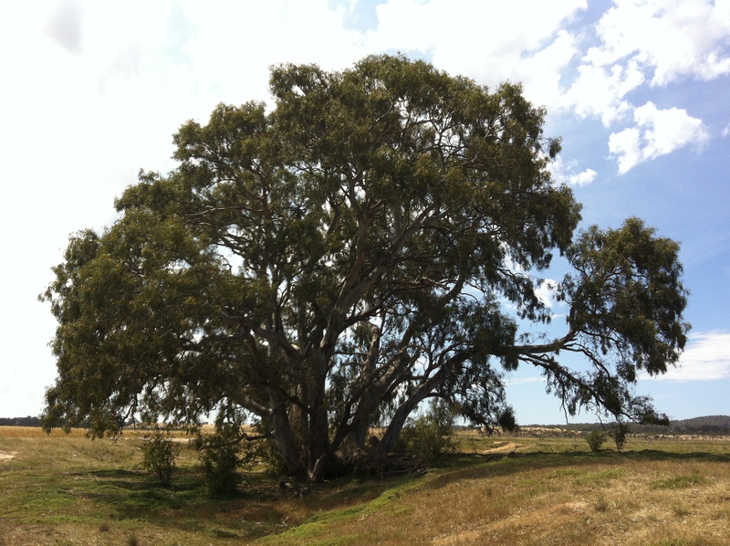 Eucalyptus camaldulensis (River Red Gum), Anakie