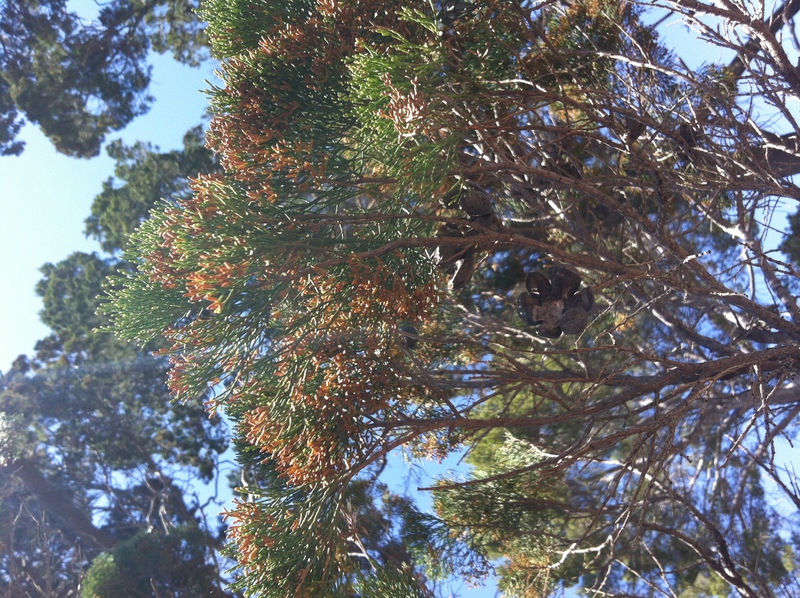 Callitris glaucophylla (White Cypress-pine), Anakie