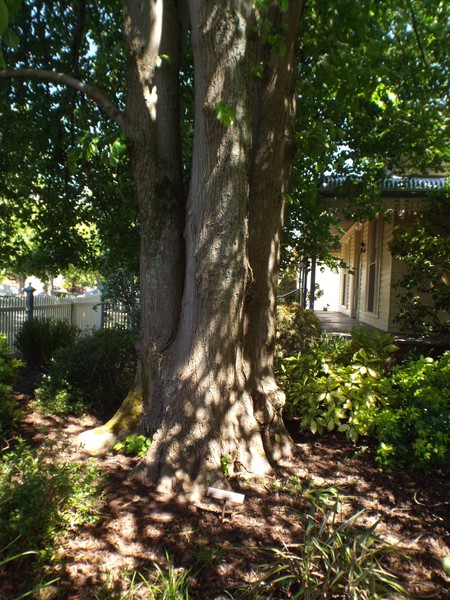 Common Linden, Ballarat trunk.jpg