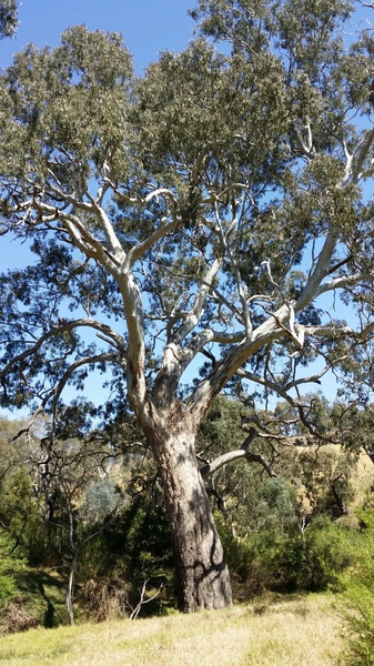 Eucalyptus camaldulensis (River Red Gum), Wyndham Vale.jpg
