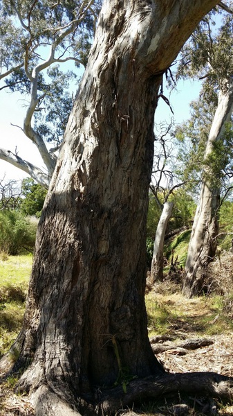 Eucalyptus camaldulensis (River Red Gum), Wyndham Vale 02.jpg
